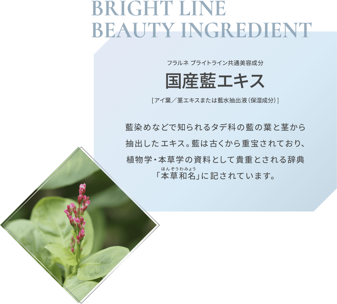 BRIGHT LINE BEAUTY INGREDIENT フラルネ ブライトシリーズ共通美容成分 国産藍エキス [アイ葉/茎エキスまたは藍水抽出液（保湿成分）] 藍染めなどで知られるタデ科の藍の葉と茎から抽出したエキス。藍は古くから重宝されており、植物学・本草学の資料として貴重とされる辞典「本草和名」に記されています。
