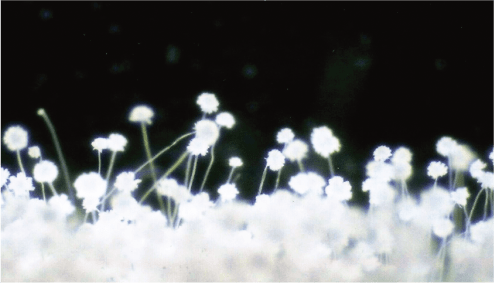 純白麹「しらかみ」