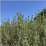 タチジャコウソウ