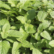 コウスイハッカ