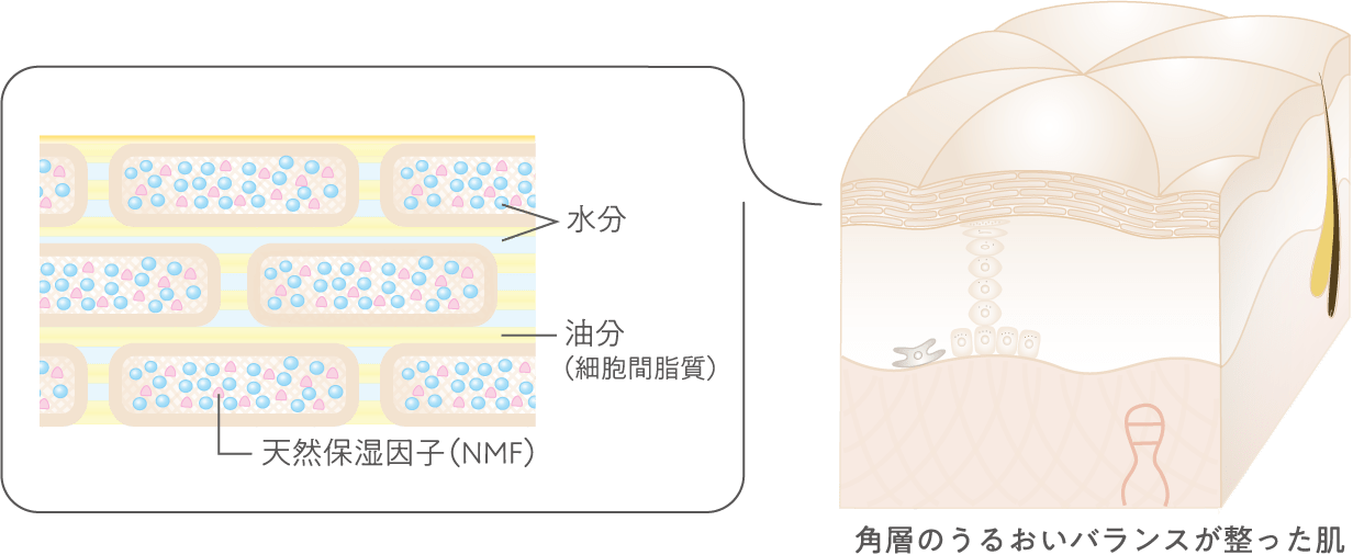 角層のうるおいバランスが整った肌