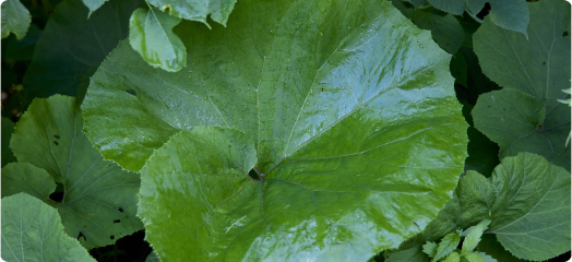 選択肢1