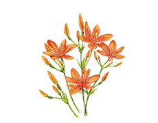 ヒオウギエキス画像