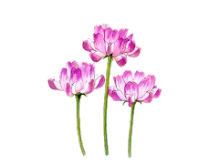 レンゲソウエキス画像