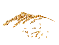 コメヌカ脂質画像