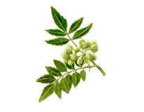 サンショウエキス画像