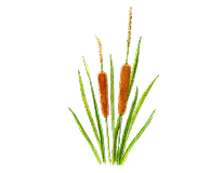 ホオウエキス画像