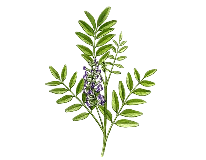 甘草葉エキス画像