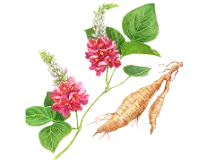 葛根エキス画像