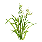 パルマローザ画像