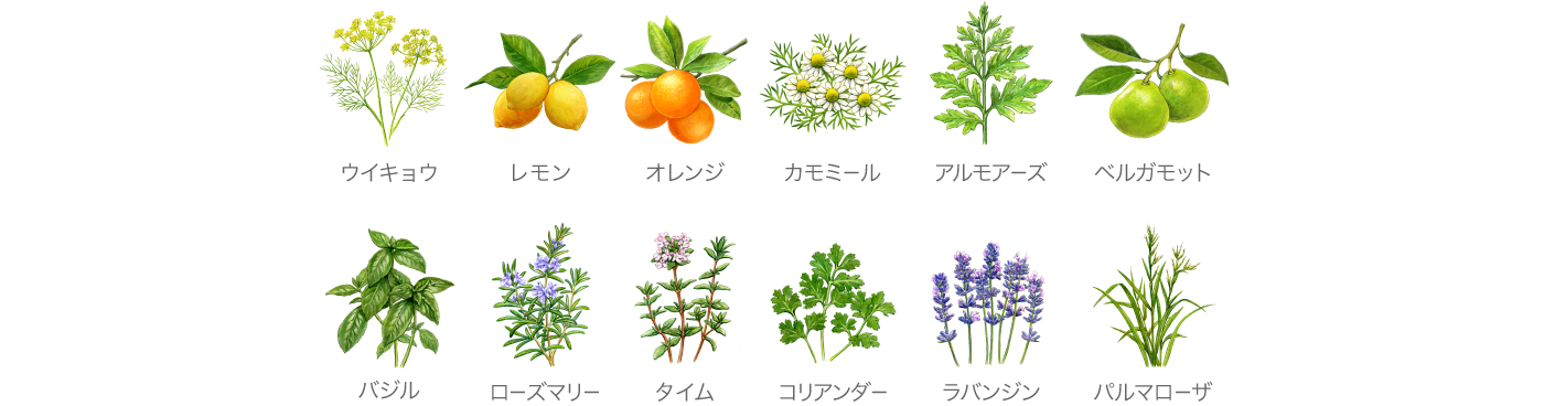 ハーバルフレッシュの香り