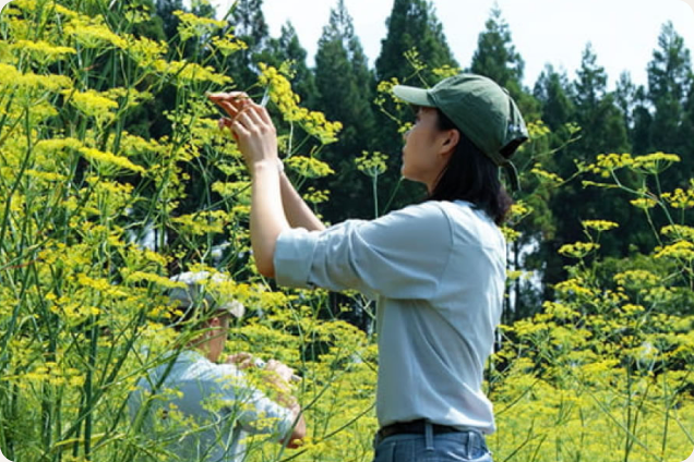 ウイキョウ畑で植物を育む研究所のスタッフ