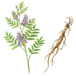 甘草の花と根のイラスト